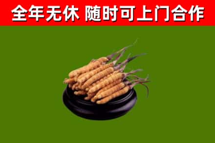 汨罗市回收冬虫夏草